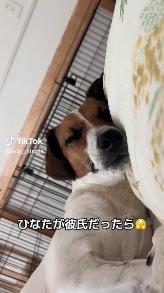 かっこつけたい犬とその日常