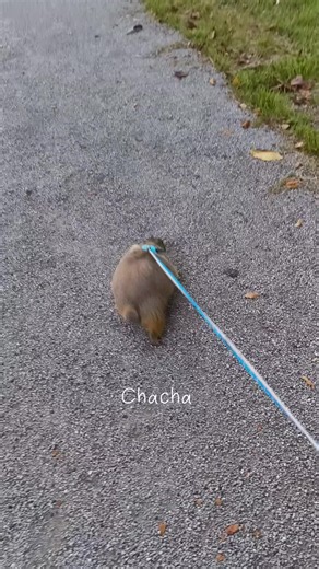 Walking Chacha: Discover the Joy of Prairie Dogs