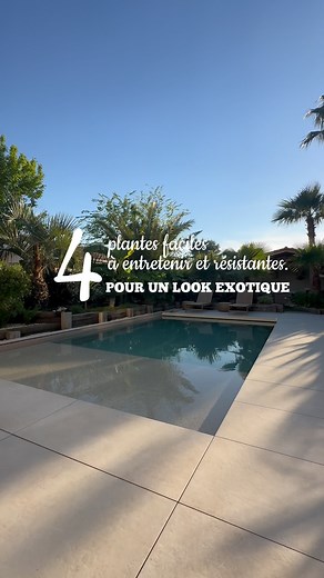 Antonia Montoni on Instagram: "4 plantes résistantes pour un jardin d’inspiration exotique. 🌴 Washingtonia robusta : Un palmier élancé qui pousse très vite et apporte immédiatement une ambiance tropicale ! Résiste jusqu’à -6/-8°C 🌵 Yucca rostrata : Un look unique avec son tronc épais et ses feuilles rigides. Hyper résistant, il supporte jusqu’à -15°C ! 🌿 Dracaena australis : Avec son feuillage fin en touffe, il apporte du relief au jardin. Supporte jusqu’à -8°C. ✨ Phormium : Ses longues feuil
