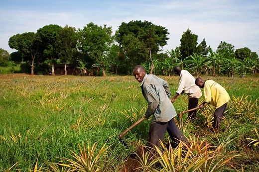 4 ways partnerships can tackle food security in Africa