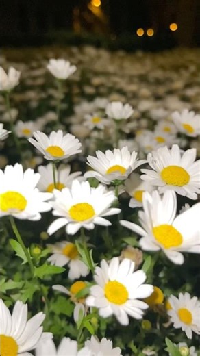 The beauty of camomile flowers during spring time