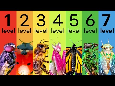 The 7 Levels of Insects