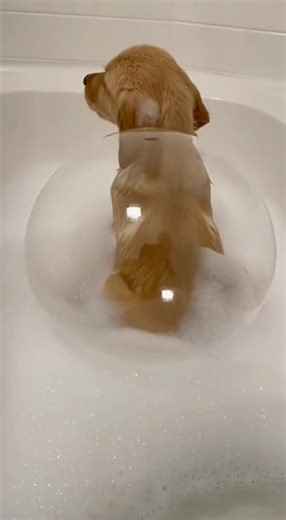 Puppy Farts in the Bath 😂