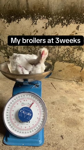 Caring for 3-Week-Old Broilers: Tips for Poultry Farmers
