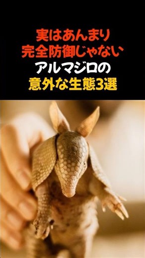 実はそれほど完全防御じゃないアルマジロ #雑学 #トリビア #動物 #豆知識 #ショート ＃面白い