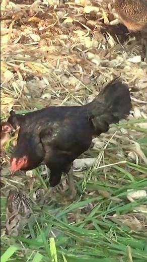 Suara Induk dan Anak Ayam yang Menenangkan | Calming Hen and Chicks Sounds