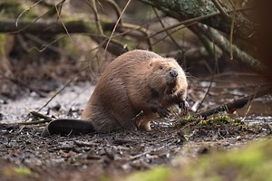 'Chill' wild beaver filmed on river in 'hugely significant' sighting