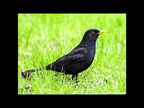 Canto del Merlo - Richiamo