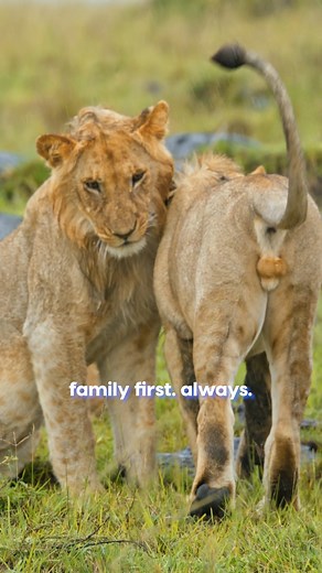 Nature shows us the best: family isn’t just important—it’s everything. Watch "Defending the family", Mon-Tue, 7 PM only on Animal Planet. #AnimalPlanetIndia #AnimalPlanet #DefendingTheFamily #Animals | Animal Planet India