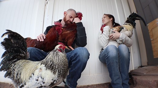 Keeping A Bachelor Rooster Flock