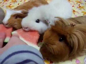 Guinea Pigs Eating Watermelon
