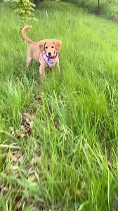 Ditch the costly groomer visits! The Uproot Grooming Kit brings...