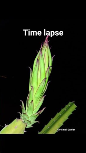Dragon fruit flower time lapse ⏳️🌸 #dragonflower #dragonfruit
