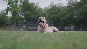 Tired Dog Laying Park Stock Footage Video (100% Royalty-free) 1095675897 | Shutterstock