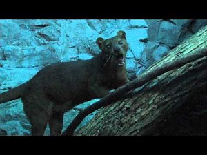 Zoo View Fossa - Cincinnati Zoo