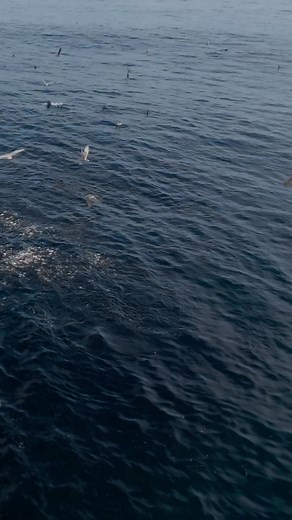 1.4M views · 24K reactions | That’s a feeding frenzy | Slater Moore Photography | Facebook