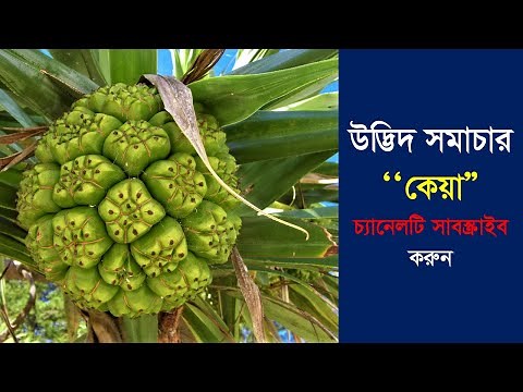 কেয়া ফুল সমাচার | আপনি কেয়া ফুল দেখেছেন কখনো? | Flowers name keya | Flowers Pictures