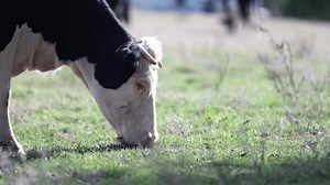 clip-3514538355-sustainable-livestock-farming-australia-wagyu-angus-cattle