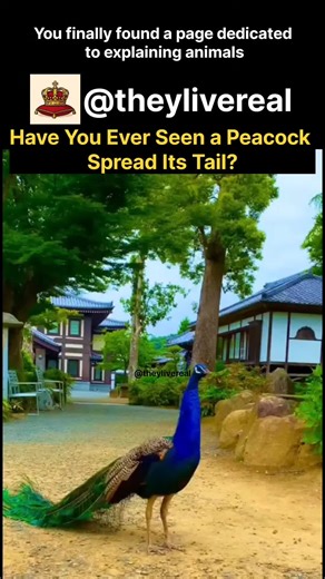 The peacock is known as one of nature’s most striking and visually impressive birds. It is especially famous for the large, colorful tail displayed by males, decorated with eye-shaped patterns. This dramatic display plays a key role in mate selection, as it visually signals the bird’s strength, health, and genetic quality. Female peafowl tend to have more muted colors and choose their partners based on the quality of these visual performances. Peacocks are native to South Asia, particularly regi