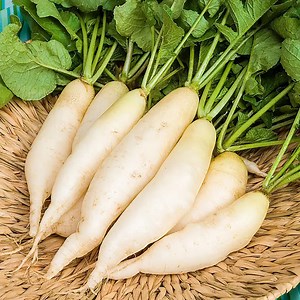 White Icicle Summer Radish Seed