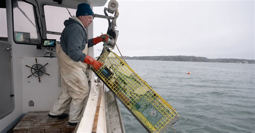 In New England, Catching Climate Data Along With Fish