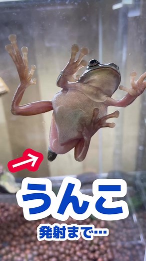 Exploring the Fascinating World of Frogs