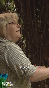 Faultier Sid aus dem Zoo Leipzig versteckt sich normalerweise unterm Dach des Gondwanalands. Doch nun hat ihn seine langjährige Tierpflegerin Martina Molch endlich mal wieder auf der Faultierinsel gesichtet. Die ganze Geschichte gibt's in ETC-Folge 1081, ab sofort in der ARD Mediathek ... mdr.de/s/etcmediathek | Elefant, Tiger & Co