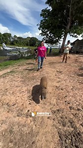 413K views · 49K reactions | OBRIGADA BRASIL!!! ❤️ Sem o apoio de vocês, nada disso seria possível. #brasil #amazonas #capivara #filó | Joana Darc Protetora | Facebook