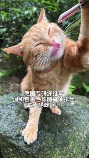 Dealing with Cat Hairballs: Solve Vomiting & Loss of Appetite