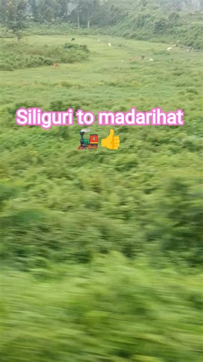 Siliguri to madarihat 🚂👍 #shortvideo #shortsviral #travel #ytshorts