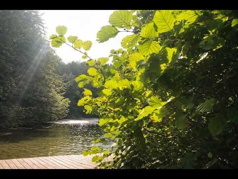 Forest After Rain | A Short Nature Break (8 Minutes)