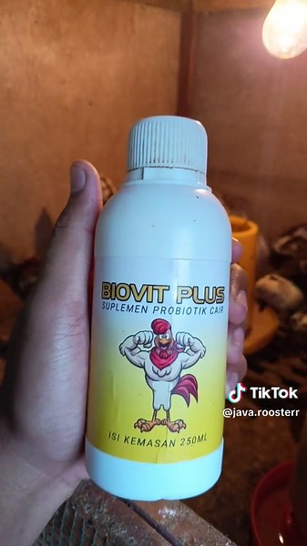 Java Rooster on TikTok