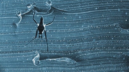 Ripple bugs are aquatic insects that can dart across flowing streams with mesmerizing speed and agility. Using high-speed cameras, new research studies the fan structures that these bugs use to dance on water. Learn more: https://scim.ag/4o6SSRo | Science