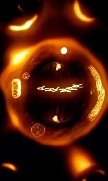 Biology on Instagram: "The Incredible Journey of Cell Division Exploring the Stages of Mitosis #celldivision #cell #cellbiology #molecularbiology #developmentbiology #Mitosis #mitosis #embriology"