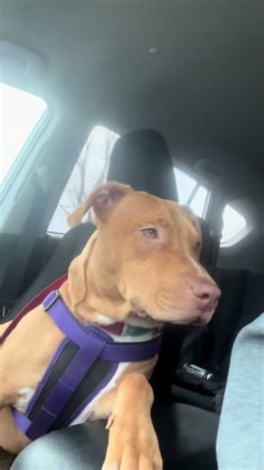 The “Puppy Park Diaries” #Poop#Puppies #cute