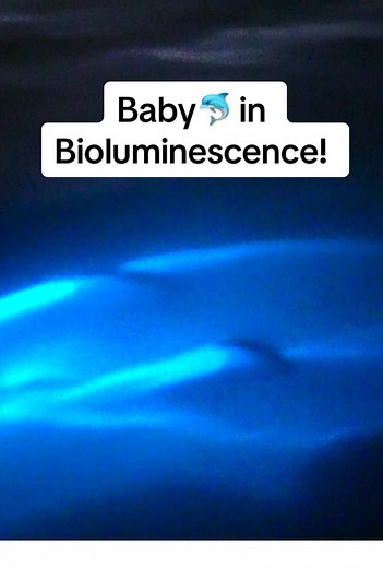 Baby Bottlenose Dolphin Swimming in Bioluminescence