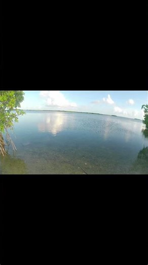 A Huge Fish Came Running Along The Mangroves! Florida Keys Fishing! #outdoors #fishing