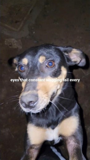 Most intelligent dogs in the world in their prime