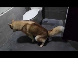 HUSKY trained to use bathroom