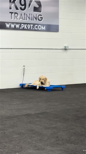 22 reactions | This afternoon we focused on 3 minute separation from the CGC test! We let the dogs stay on place until their whole group settled too. Nice and relaxing for this cloudy day. | Precision K9 Training | Facebook