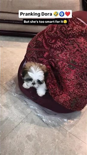 Too cute 🤗❎, Too smart ✅. #cute #pets #ytshorts