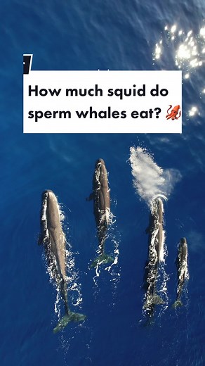 mermaid.kayleigh on TikTok