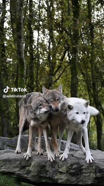 Experience the Beauty of Nature at Wild Ireland