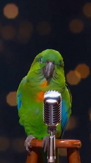 Emotional Song Turns Into Snack Rap! 🎶🦜🤣 #ParrotRap #FunnyParrot #TalentShow #ComedyVideo #ParrotSinger #SnackTime #BirdVibes #Sora2AI #CinematicComedy #ViralShorts #HilariousBird #ParrotPerformance | Joking Parrot