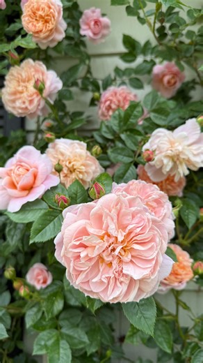 Black Friday is here! ✨🌹🛍️ Lowest prices of the season! Select Bare Root roses starting at 19.99, a gardener’s dream come true! In addition Save up to 50% on Estate Rose™ Bushes, and 50% off Bouquets and Gifts https://www.gracerosefarm.com/pages/grace-rose-holiday-sale? | Grace Rose Farm