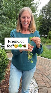 Isn’t wood sorrel a weed? Not so fast! Since learning this was native to my area, and a pollinator, I’ve been letting this go in my yard. It’s thriving in the hot, dry conditions. And look at this bumble bee!It’s free but it can spread itself around liberally. Fortunately it’s easy to pluck out. What about you? Do you leave any of this? About me: I’m a garden coach and I help people save time and money and find joy in gardening. For more hands-on guidance, visit my website for information about 