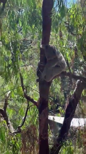#koala #shorts #cute