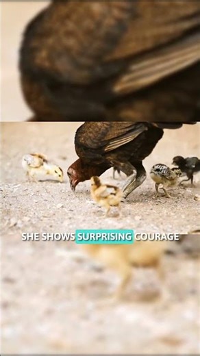 Broody Hen Sacrifice: The Incredible Devotion of Mother Hens #ChickenBehavior #AnimalFacts #FarmLife