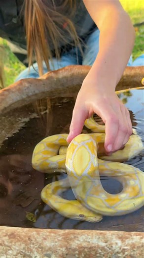 I bet you can’t believe that pythons love water and simply adore taking a bath! 🐍 🌍🙌🏻