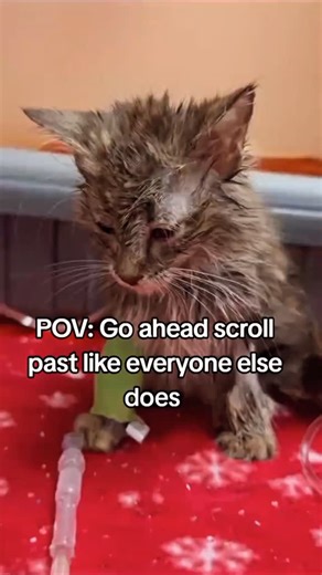 Breille Pets on Instagram: "Hey dear friends, i have so many rescues who need help lately. I am working hard to take care of them and pay their vet bills but its getting too tough for me. I am here to request for your help. Please 👋 🙏 everyone, help me with these rescues. I have a total debt of $5600 at the vet. If you are reading this story please donate through the link in bio to help me pay this debt. Any amount you donate is highly appreciated and makes a great difference. Thank you so muc